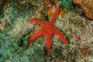 Starfishes Prints: Starfish On the seabed in the Red Sea, Eilat Israel