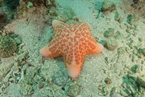 Starfishes Prints: Starfish On the seabed in the Red Sea, Eilat Israel
