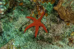 Starfishes Prints: Starfish On the seabed in the Red Sea, Eilat Israel