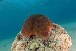 Starfishes Prints: Starfish On the seabed in the Red Sea, Eilat Israel