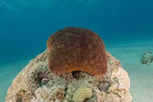 Starfishes Prints: Starfish On the seabed in the Red Sea, Eilat Israel