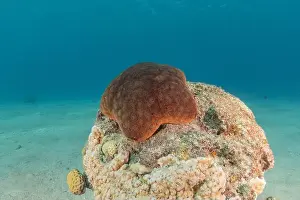 Starfishes Prints: Starfish On the seabed in the Red Sea, Eilat Israel
