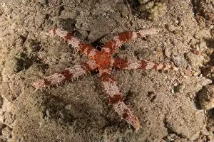 Starfishes Prints: Starfish On the seabed in the Red Sea, Eilat Israel