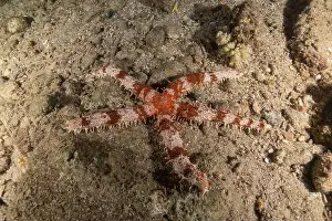 Starfishes Prints: Starfish On the seabed in the Red Sea, Eilat Israel