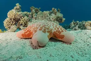 Starfishes Prints: Starfish On the seabed in the Red Sea, Eilat Israel