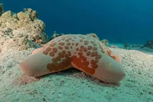 Starfishes Prints: Starfish On the seabed in the Red Sea, Eilat Israel