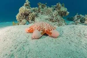 Starfishes Prints: Starfish On the seabed in the Red Sea, Eilat Israel
