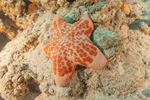 Starfishes Prints: Starfish On the seabed in the Red Sea, Eilat Israel
