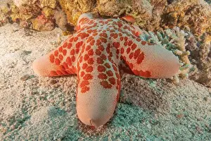 Starfishes Prints: Starfish On the seabed in the Red Sea, Eilat Israel