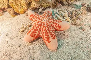 Starfishes Prints: Starfish On the seabed in the Red Sea, Eilat Israel