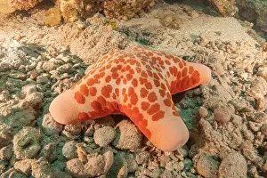Starfishes Prints: Starfish On the seabed in the Red Sea, Eilat Israel