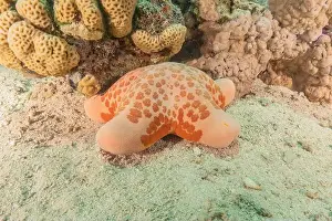 Starfishes Prints: Starfish On the seabed in the Red Sea, Eilat Israel