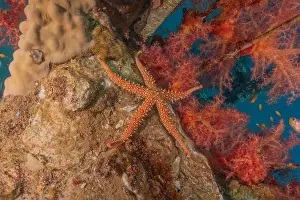 Starfishes Prints: Starfish On the seabed in the Red Sea, Eilat Israel