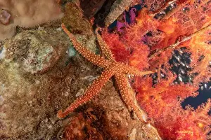 Starfishes Prints: Starfish On the seabed in the Red Sea, Eilat Israel