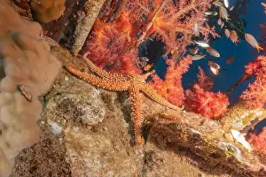 Sea Star Prints: Starfish On the seabed in the Red Sea, Eilat Israel