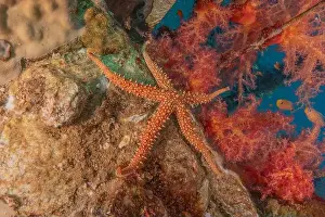 Sea Star Prints: Starfish On the seabed in the Red Sea, Eilat Israel