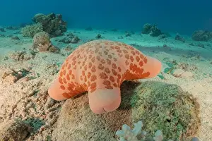 Sea Star Prints: Starfish On the seabed in the Red Sea, Eilat Israel