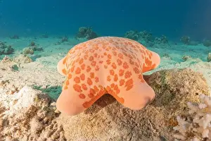 Sea Star Prints: Starfish On the seabed in the Red Sea, Eilat Israel