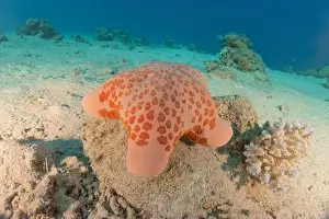 Sea Star Prints: Starfish On the seabed in the Red Sea, Eilat Israel