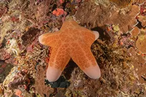 Starfishes Prints: Starfish On the Seabed in the Sea of the Philippines