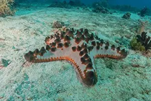 Starfishes Prints: Starfish On the Seabed in the Sea of the Philippines