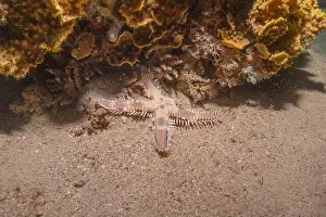 Sea Star Prints: Starfish On the Seabed in the Sea of the Philippines