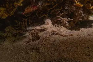Sea Star Prints: Starfish On the Seabed in the Sea of the Philippines