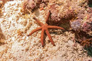 Sea Star Prints: Starfish On the Seabed in the Sea of the Philippines