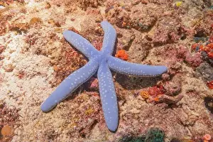 Sea Star Prints: Starfish On the Seabed in the Sea of the Philippines
