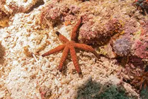 Sea Star Prints: Starfish On the Seabed in the Sea of the Philippines