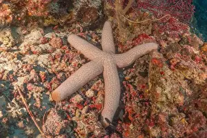 Sea Star Prints: Starfish On the seabed at the Tubbataha Reefs Philippines