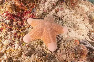 Sea Star Prints: Starfish On the seabed at the Tubbataha Reefs Philippines