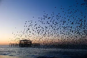 Daybreak Prints: Starling murmuration over West Pier, Brighton