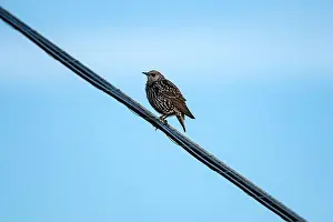 Starling Prints: Starling perched on wire on clear day in Nova Scotia
