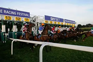 Betting Prints: The start of a 5 furlong sprint thoroughbred horse race on the Westwood, Beverley, UK
