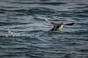 Fratercula Arctica Prints: Starting Atlantic Puffin (Fratercula arctica) On Island Craigleith In The Firth Of Forth Near North Berwick In Scotland