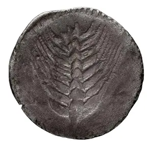 6th Century Bc Prints: A statère, an ancient Greek silver coin from Metapontum, Lucania, minted circa 540 BC.