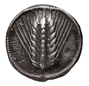6th Century Bc Prints: A statère coin from Metapontum