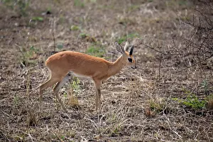 Ruminant Prints: Steenbok, (Raphicerus campestris), adult, male, Kruger National Park, South Africa