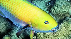 Water Animals Prints: Steephead Parrotfish, Heavybeak Parrotfish