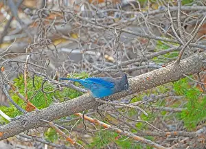 Ethology Prints: Stellars Jay in a Forest in Yellowstone National Park in Wyoming