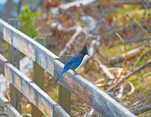 Ecotravel Prints: Stellars Jay on a Trail Railing in Yellowstone National Park in Wyomin