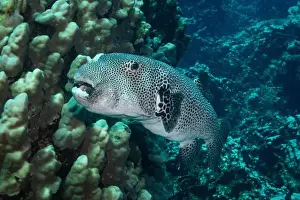 Underwater Photograph Prints: Stellate pufferfish in Red Sea near Marsa Alam, Egypt