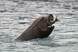 Mammalian Prints: Steller sea lion (Eumetopias jubatus) swimming in the water and eating a humpback salmon