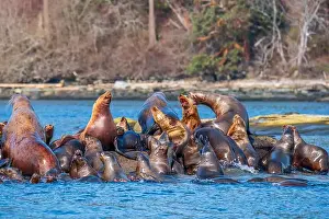Sea Lions Prints: Steller sea lions (Eumetopias jubatus) hauled out at Norris Rocks near Hornby Island in the Salish Sea
