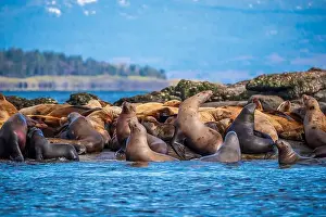 Sea Lions Prints: Steller sea lions (Eumetopias jubatus) hauled out at Norris Rocks near Hornby Island in the Salish Sea