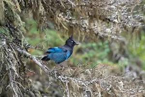 Rockies Prints: Stellers Jay, Cyanocitta stelleri, Glacier National Park, Montana, USA