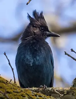 Santa Clara County Prints: Steller's Jay Perched on a Tree. Santa Clara County, California, USA