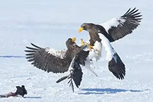 Scuffle Prints: Two Steller's Sea Eagles (Haliaeetus pelagicus) fighting while a crow steals their fish