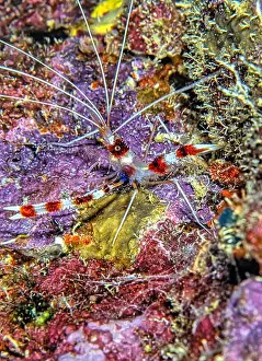 Sponges Prints: Stenopus hispidus is a shrimp-like decapod crustacean belonging to the infraorder Stenopodidea